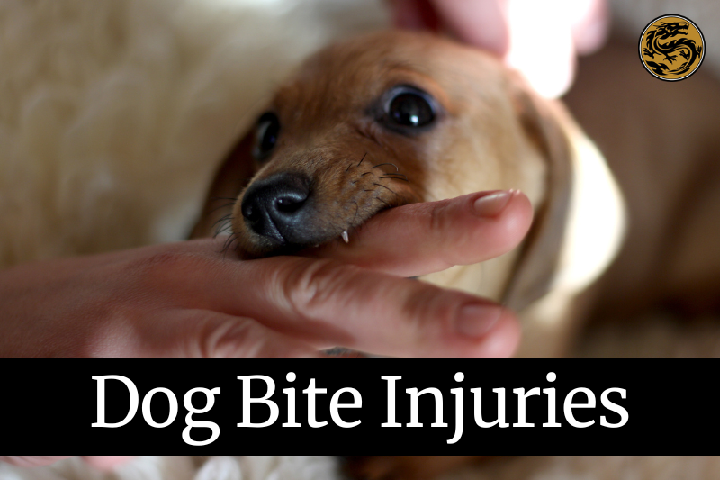 Dog Bite Injury Attorneys in Chico, California